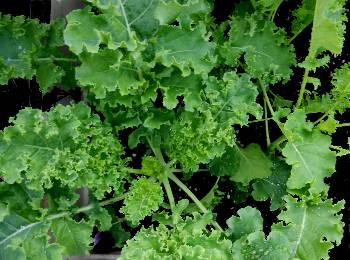 dwarf green kale